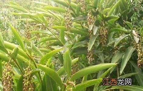 砂仁种植技术以及管资料 砂仁种植技术