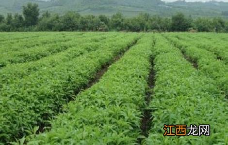 白芷种植需要注意哪些问题 白芷种植需要注意哪些问题呢