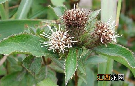 苍术高产种植技术 怎样种植苍术高产