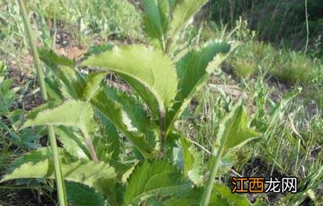 苍术高产种植技术 怎样种植苍术高产