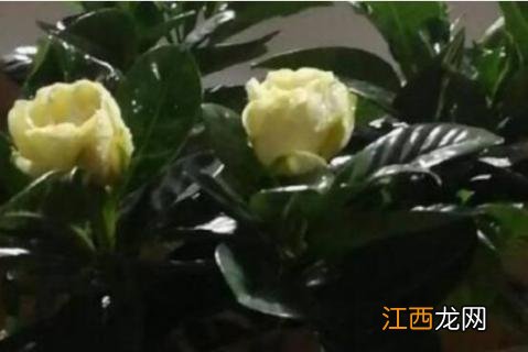 栀子花开花需要施肥吗 栀子花开花了要施肥吗