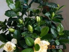 栀子花叶黄是什么原因造成的 栀子花叶黄是什么原因