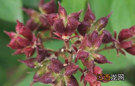 白鲜皮的种植技术视频 白鲜皮的种植技术