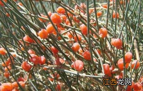 麻黄的种植技术 麻黄的种植技术与管理