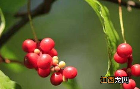 五味子种子价格及种植方法