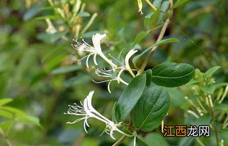 四季金银花树种植技术 四季金银花树种植技术要点