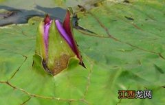 芡实的种植技术与管理 芡实的种植技术