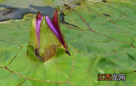 芡实的种植技术与管理 芡实的种植技术