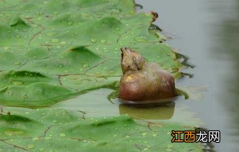 芡实的种植技术与管理 芡实的种植技术