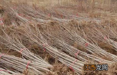 杜仲种子怎么种植技术 杜仲种子怎么种