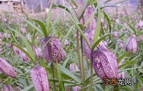 川贝母的种植技术 川贝母的种植技术和管理