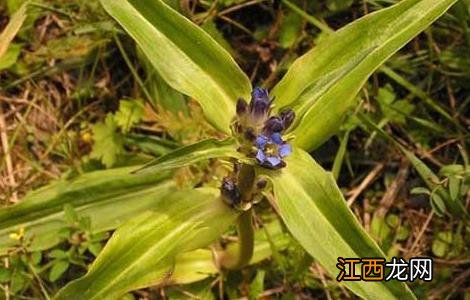 秦艽的种植技术 秦艽种植技术要点