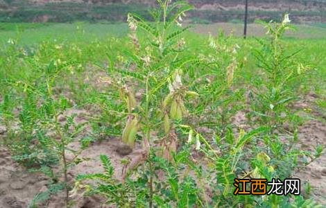 黄芪种子怎么种植 黄芪种子怎么种