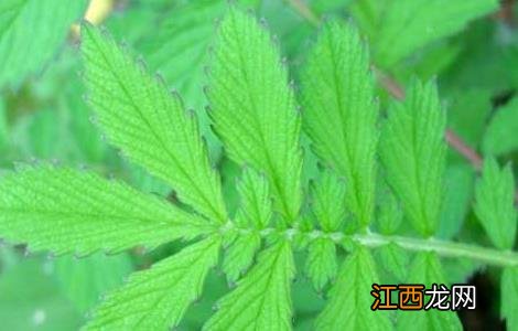 仙鹤草的故事传说 仙鹤草的故事传说30字