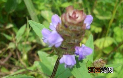 夏枯草野生 夏枯草产地在哪里