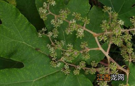 通草的种植技术,种植前景如何? 通草的种植技术