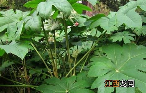 通草的种植技术,种植前景如何? 通草的种植技术