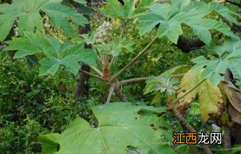 通草的种植技术,种植前景如何? 通草的种植技术