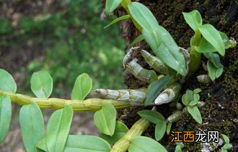 种植石斛赚钱吗 种植石斛利润高吗