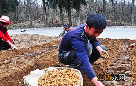 种植天麻赚钱吗 种天麻一年能赚多少钱