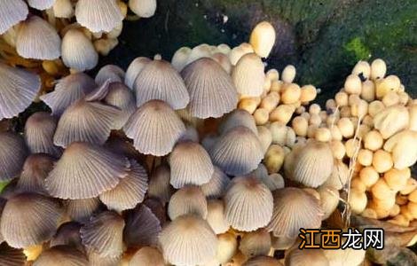 鬼伞怎么除 灵芝鬼伞防治方法