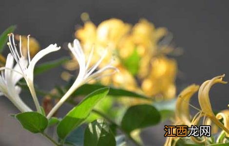 金银花什么时候开花,花期多长? 金银花什么时候开花