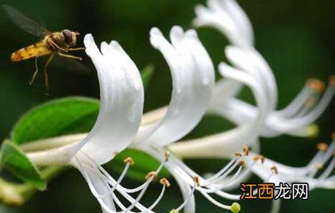 金银花什么时候开花,花期多长? 金银花什么时候开花