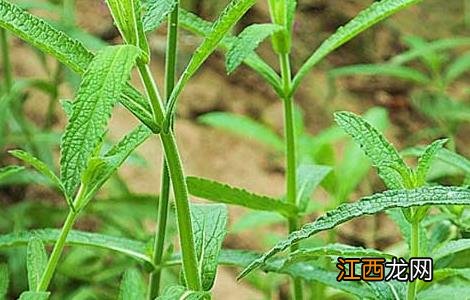 柳叶马鞭草播种方法 柳叶马鞭草种植技术