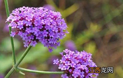 马鞭草什么时候开花 马鞭草花期多长时间