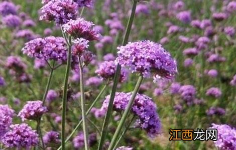 马鞭草什么时候开花 马鞭草花期多长时间