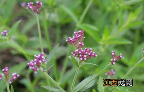 柳叶马鞭草花期和花语 柳叶马鞭草的花语