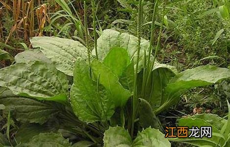 车前草种植栽培技术 车前草种植技术