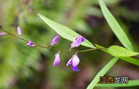 远志的产地分布 远志主产区