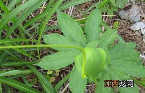 星天牛害虫 天南星病虫害防治技术