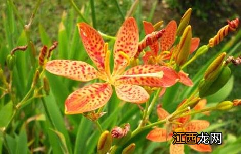 射干的产地分布 射干产地分布信息