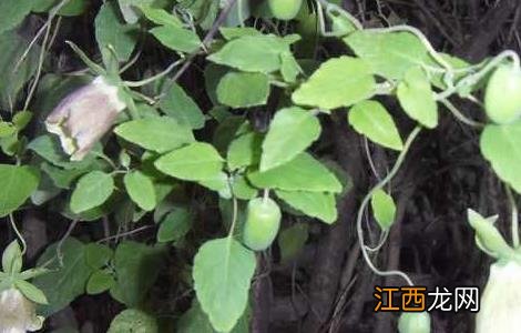 党参种子怎么种植技术 党参种子播种方法