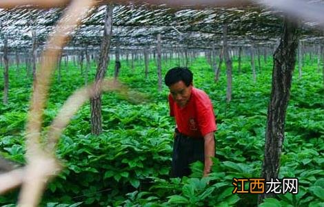 西洋参的种植前景 西洋参的种植前景如何