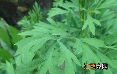 关防风种植技术 关防风种植技术亩产量