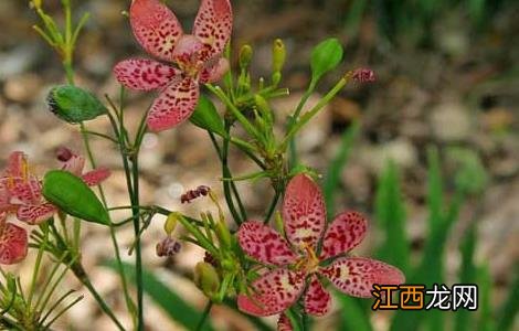 射干种植技术与栽培管理 射干高产种植管理技术