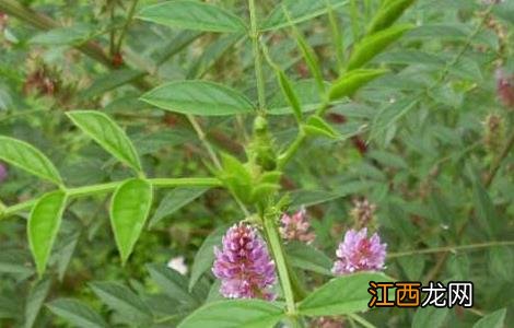 甘草种植的育苗移栽技术视频 甘草种植的育苗移栽技术