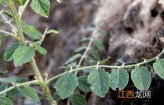 甘草种植的育苗移栽技术视频 甘草种植的育苗移栽技术