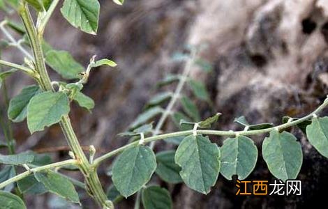 甘草种植的育苗移栽技术视频 甘草种植的育苗移栽技术