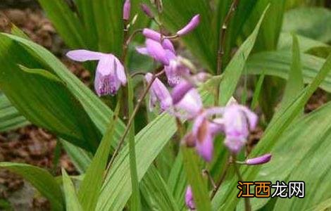 白芨的生长环境和条件 白芨的生长习性