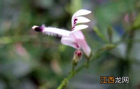 穿心莲种植技术 穿心莲种植技术规程