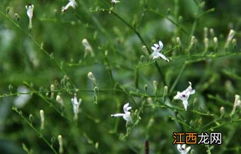 穿心莲种植技术 穿心莲种植技术规程