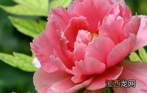 芍药种子怎么种植视频 芍药种子怎么种植