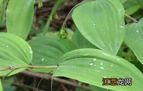 黄精种植技术和栽培视频 黄精种植技术