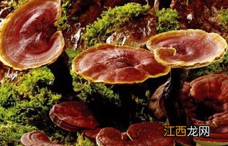 灵芝种植技术 室内灵芝种植技术