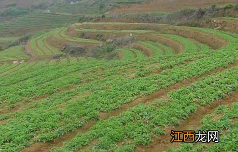 太子参种植前景如何 太子参种植的市场前景