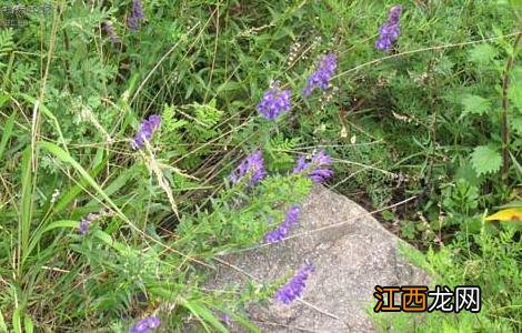 黄芩高产栽培技术要点 黄芩高产栽培技术